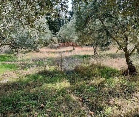 R9-3318 Land for Sale in Azki Danniyeh – 1338 m²أرض للبيع في عزقي الضنية – 1338 متر مربع