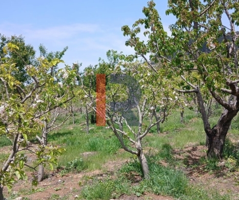 R9-3412 Land for Sale in Fnaidek – Akkar | 9,000 m²