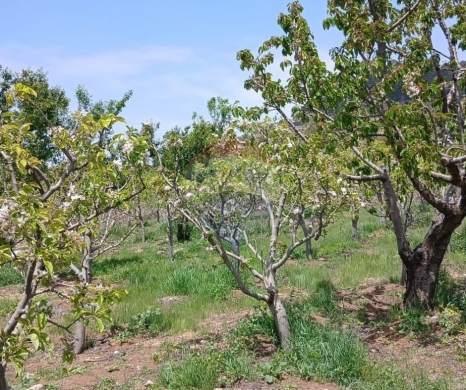 R9-3412 Land for Sale in Fnaidek – Akkar | 9,000 m²أرض للبيع في فنيدق – عكار | 9,000 م²