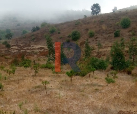 R9-3721 Land for Sale in Bireh – Akkar, 3300 m², Planted with Trees