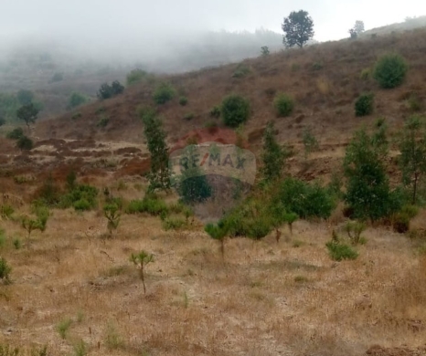 R9-3721 Land for Sale in Bireh – Akkar, 3300 m², Planted with Treesأرض للبيع في بيره عكار – 3300 م²، مزروعة بأشجار كينا وصنوبر